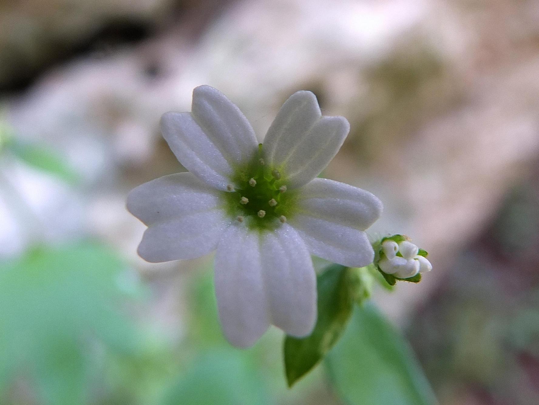 Saxifraga berica / Sassifraga dei Colli Berici
